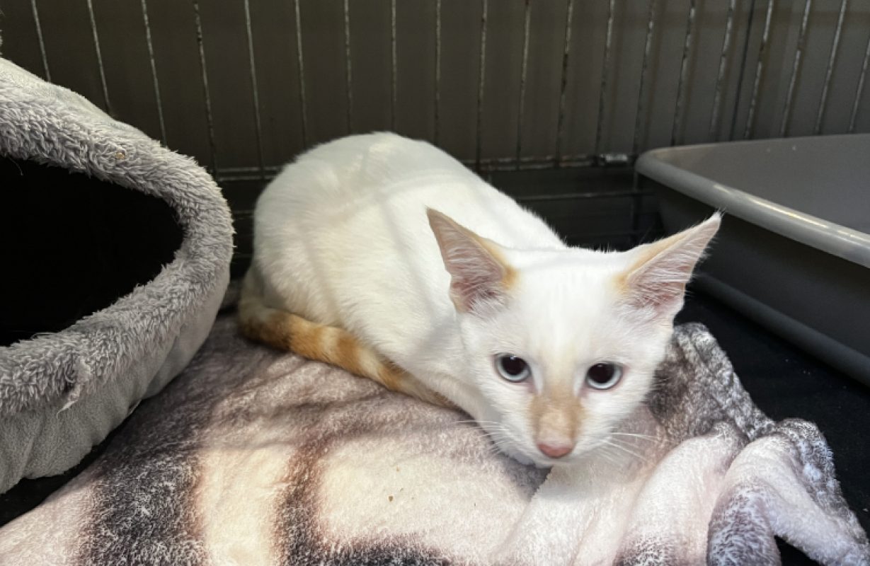 Binta - Chat Européen à adopter - photo 2
