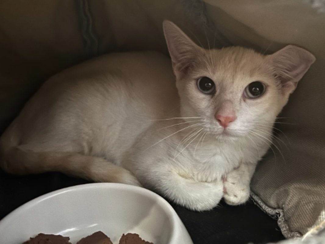 Beira - Chat Européen à adopter