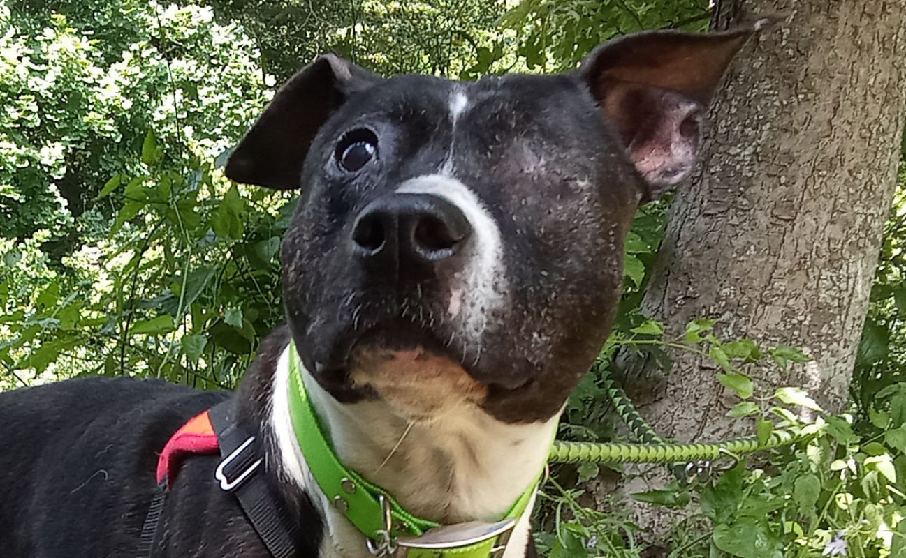 Muse - Chien à adopter