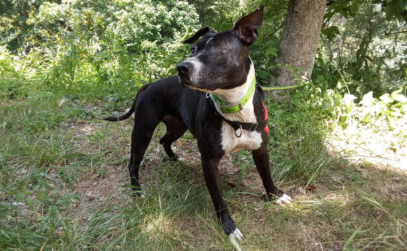 Muse - Chien à adopter - photo 2