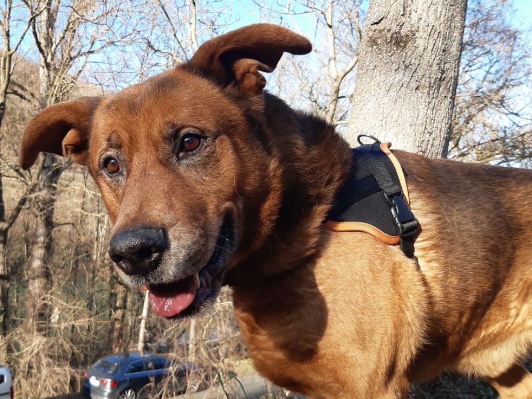 Tyson - Chien à adopter - photo 2
