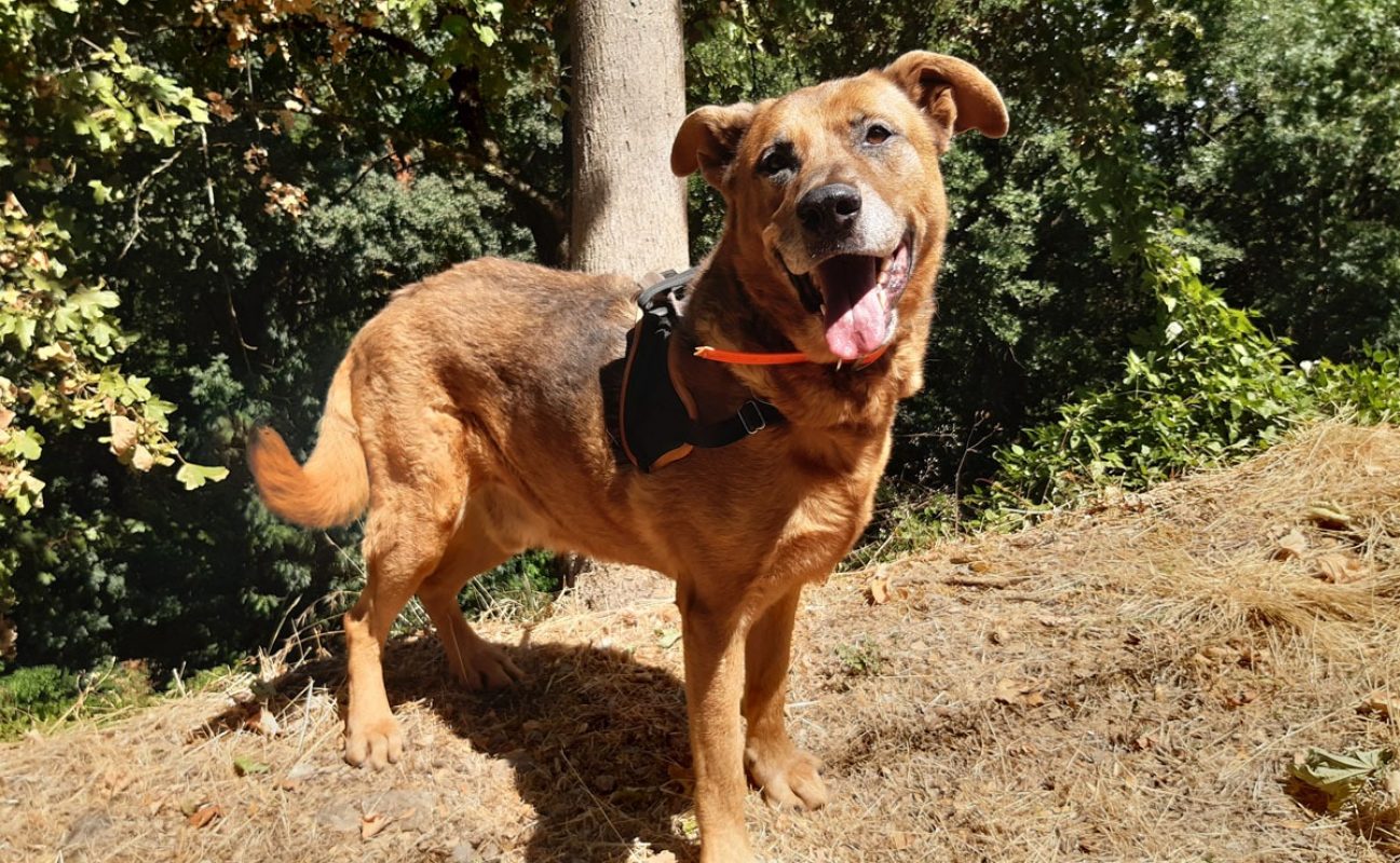 Tyson - Chien à adopter - photo 3