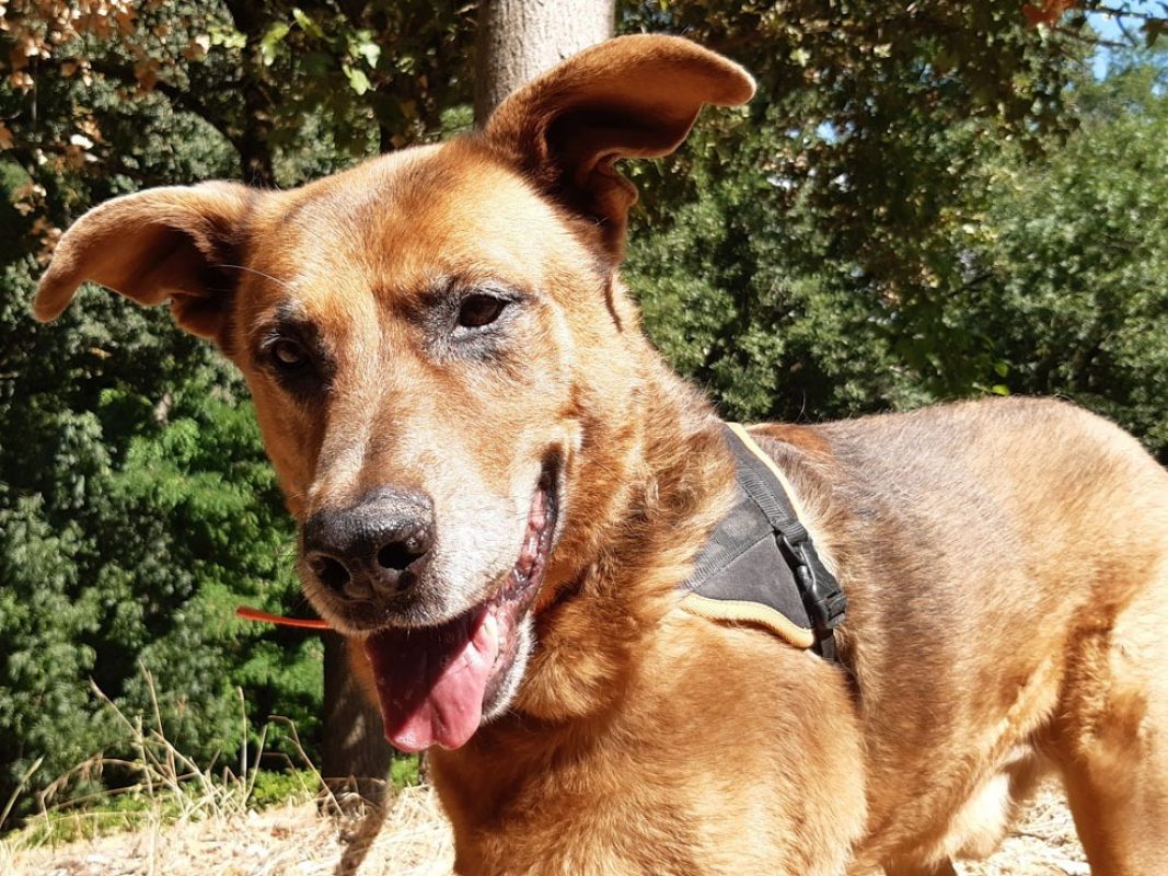 Tyson - Chien à adopter - photo 4