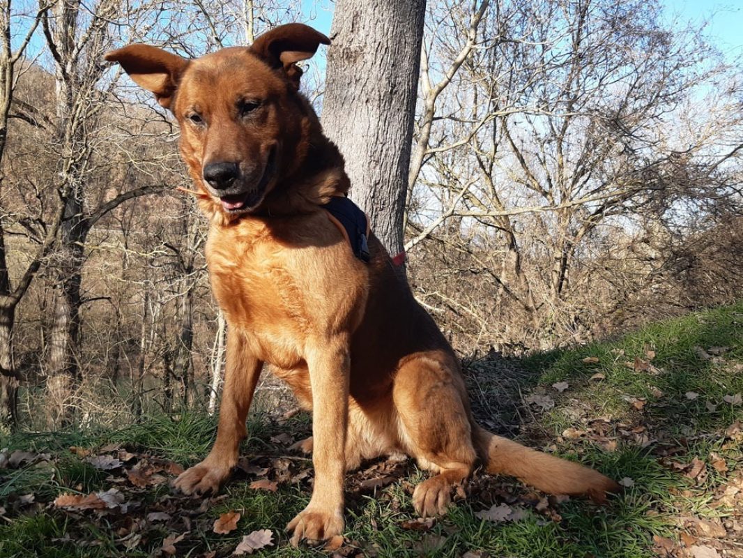 Tyson - Chien à adopter - photo 5