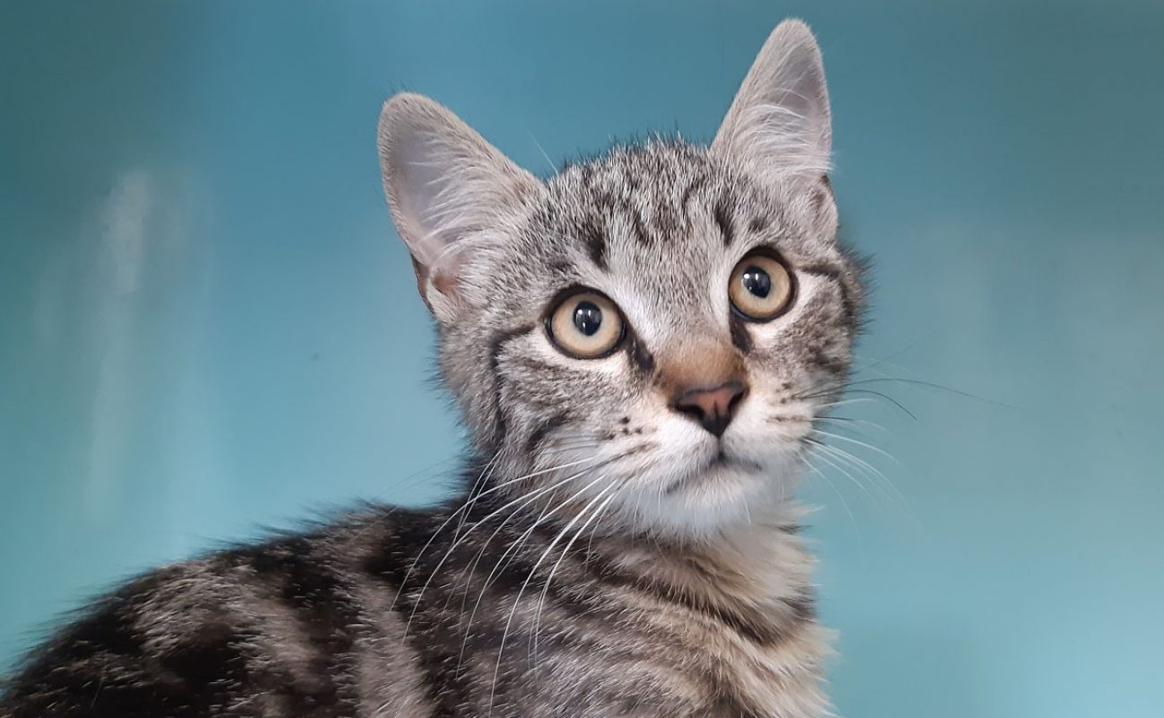 Lapanou - Chat Européen à adopter