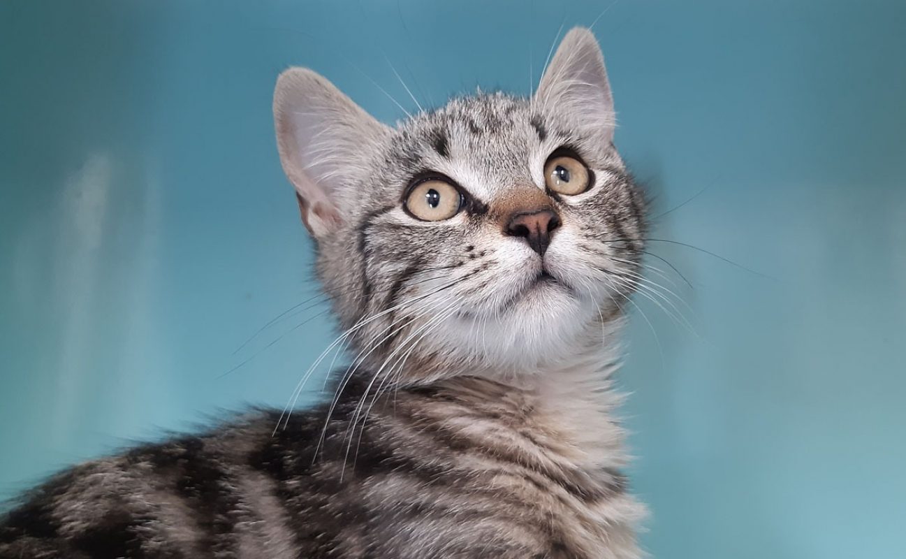 Lapanou - Chat Européen à adopter - photo 2