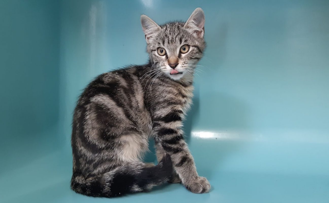 Lapanou - Chat Européen à adopter - photo 3