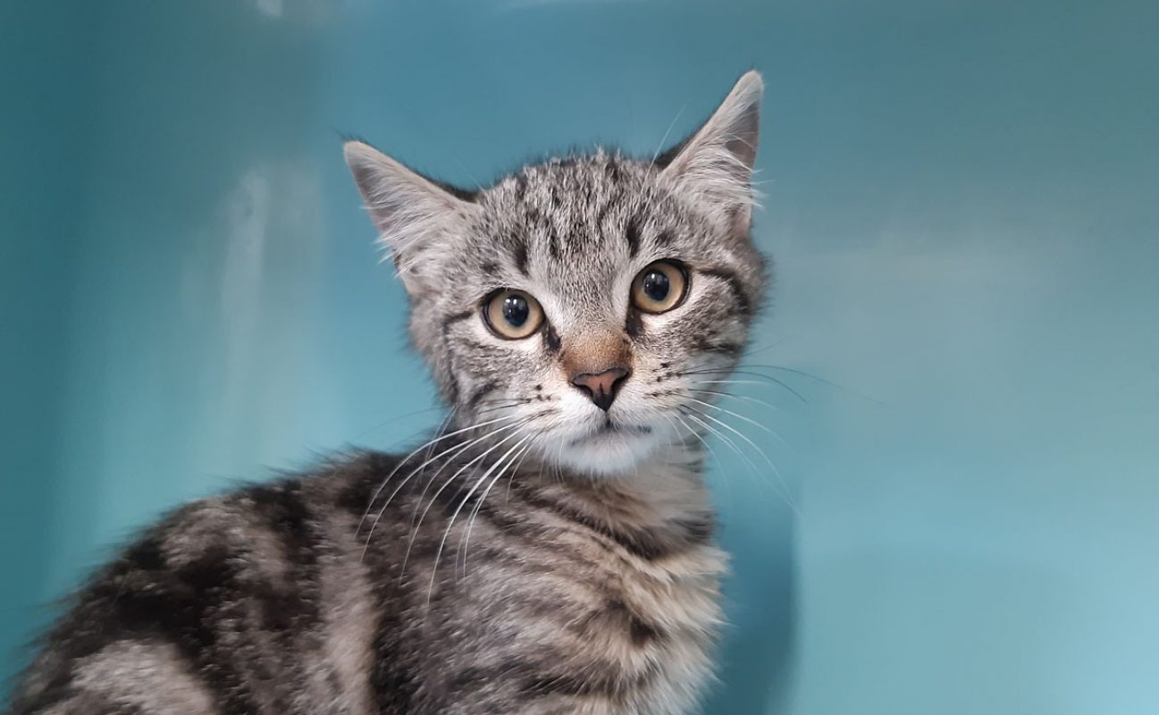 Lapanou - Chat Européen à adopter - photo 4