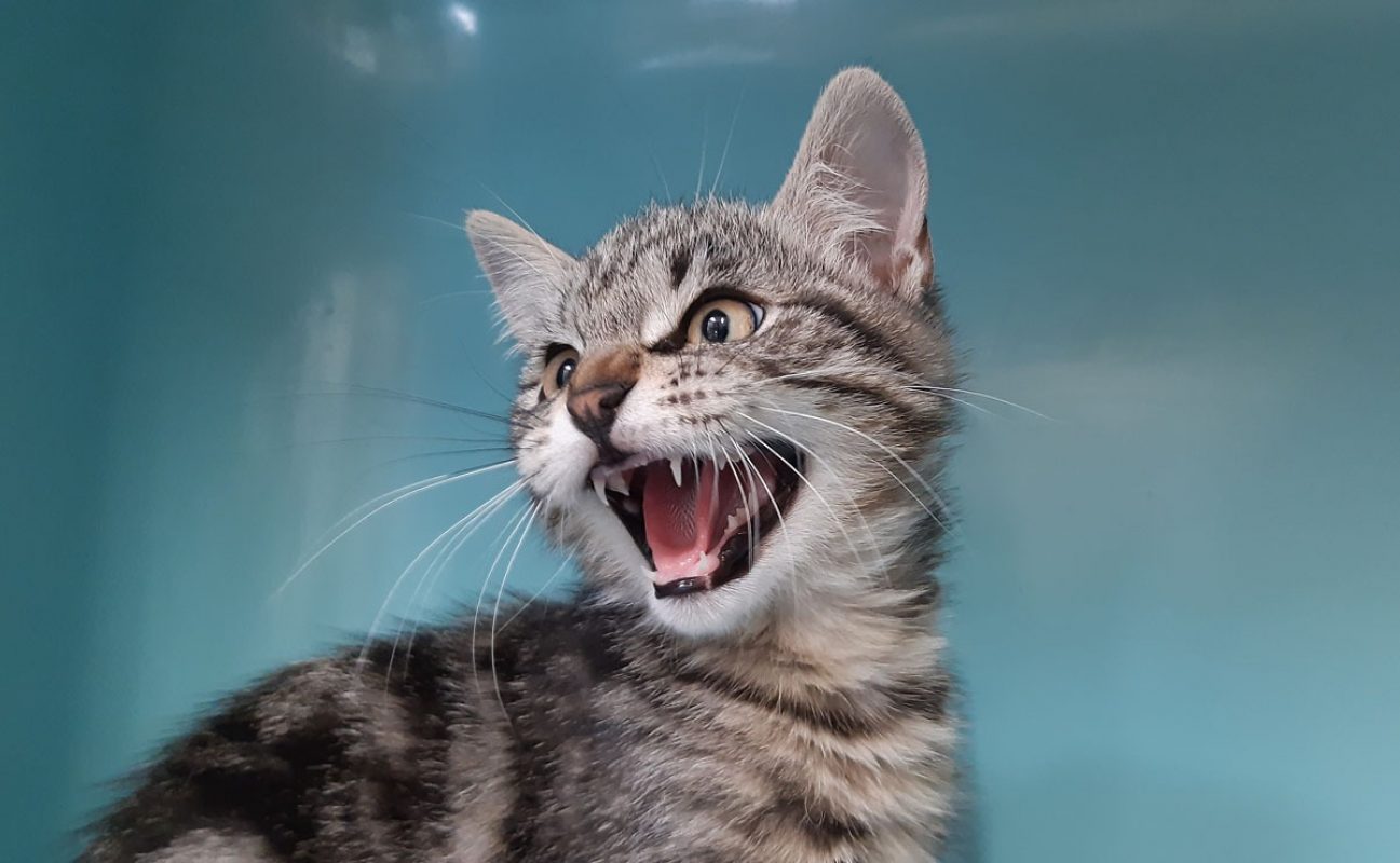 Lapanou - Chat Européen à adopter - photo 5