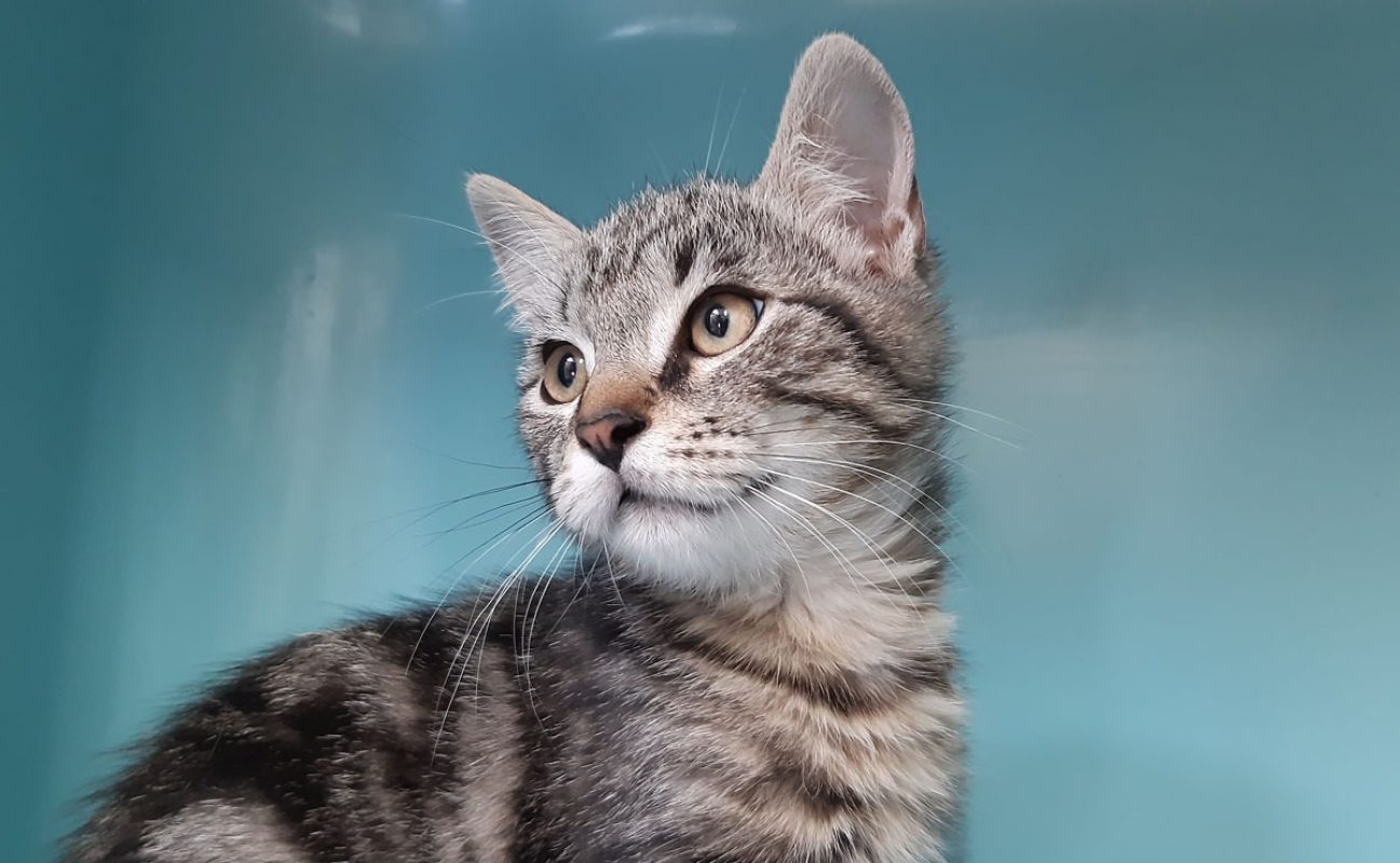 Lapanou - Chat Européen à adopter - photo 6