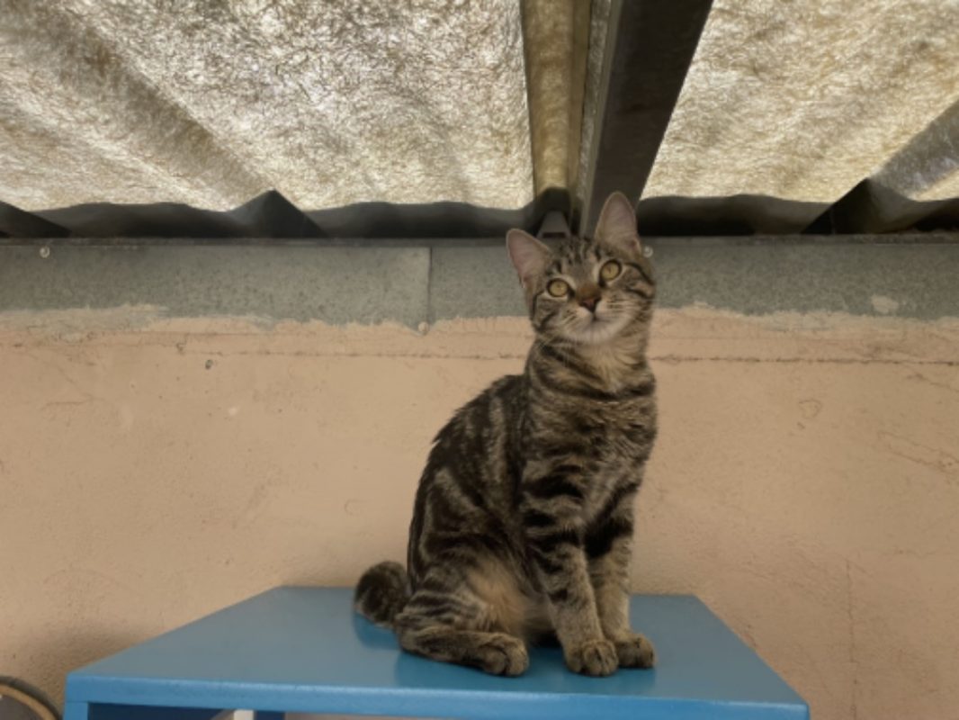 Lapanou - Chat Européen à adopter