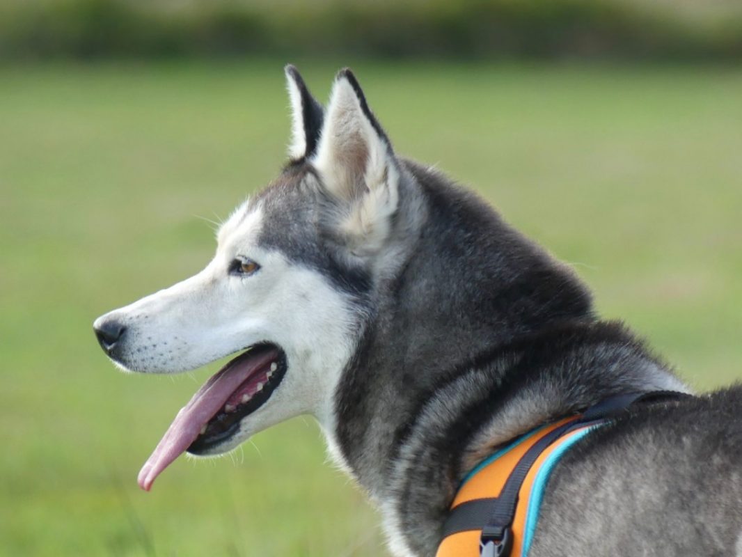 Laika - Chien Husky Sibérien à adopter