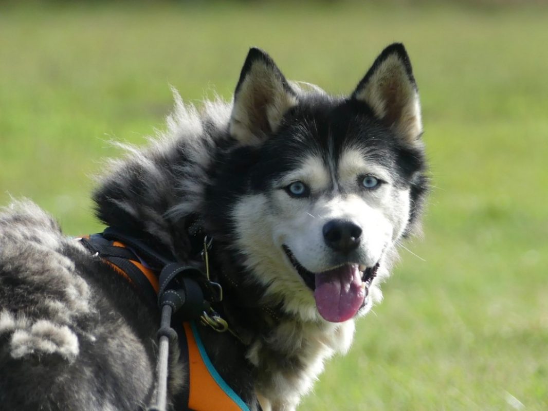 Némo - Chien Husky Sibérien à adopter