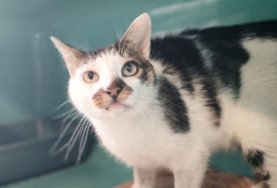 Mikado - Chat Européen à adopter