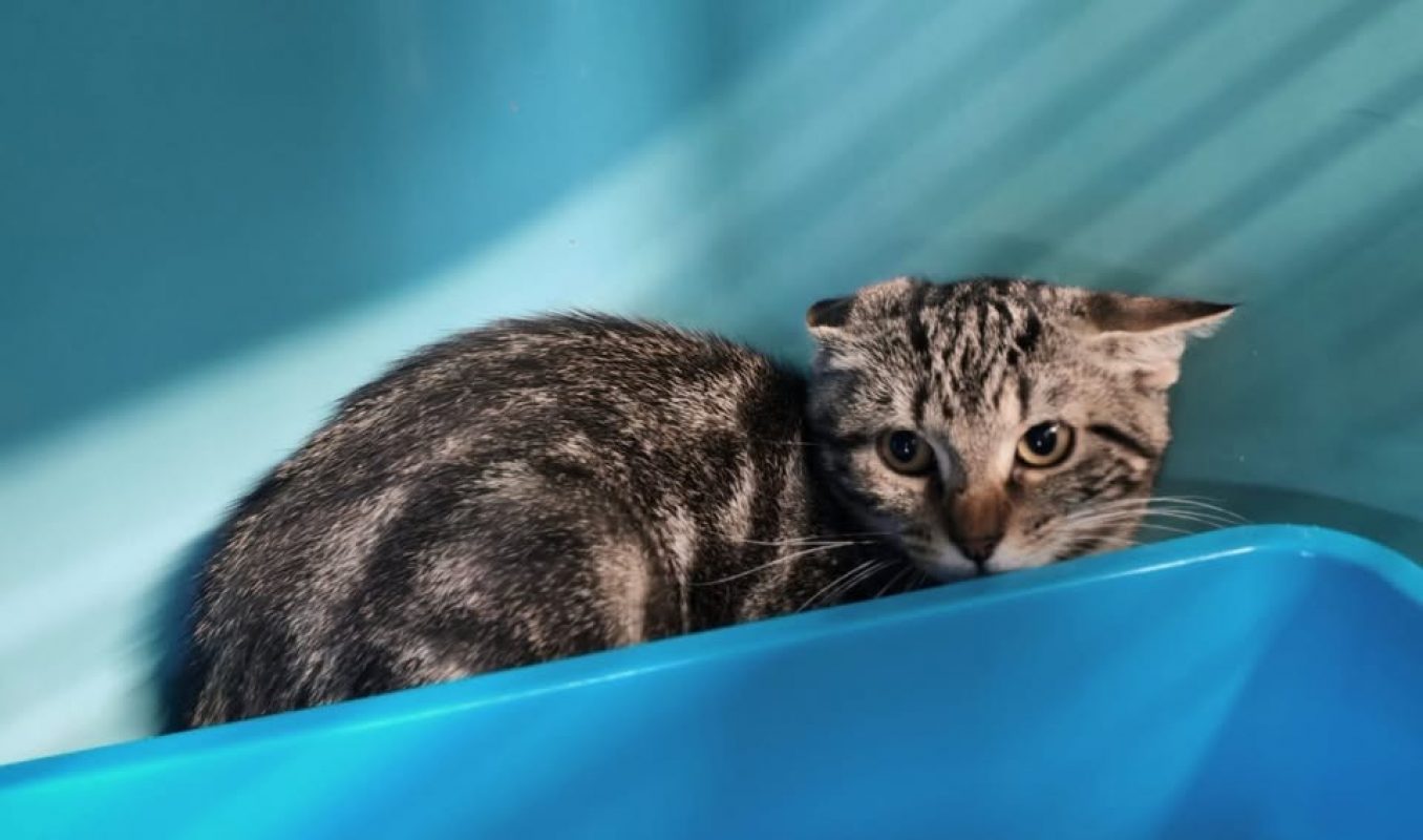 Jasmine - Chat Européen à adopter