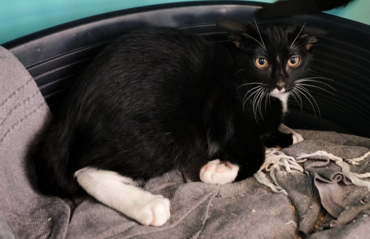 Birgitt - Chat Européen à adopter