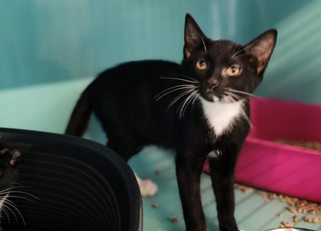 Bibou - Chat Européen à adopter