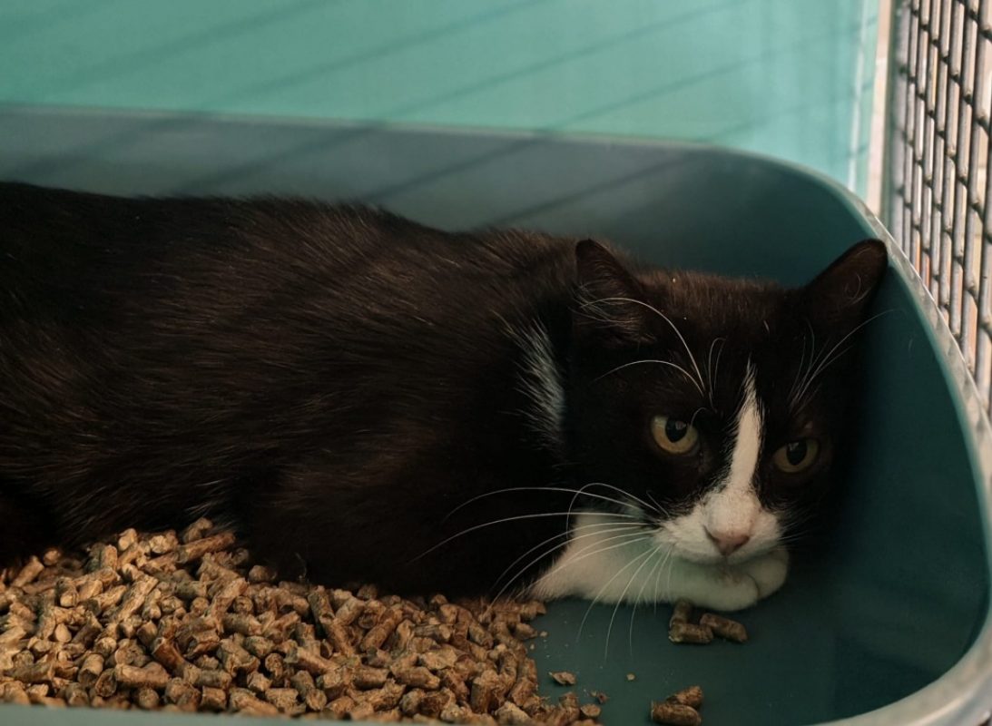Carbonade - Chat Européen à adopter