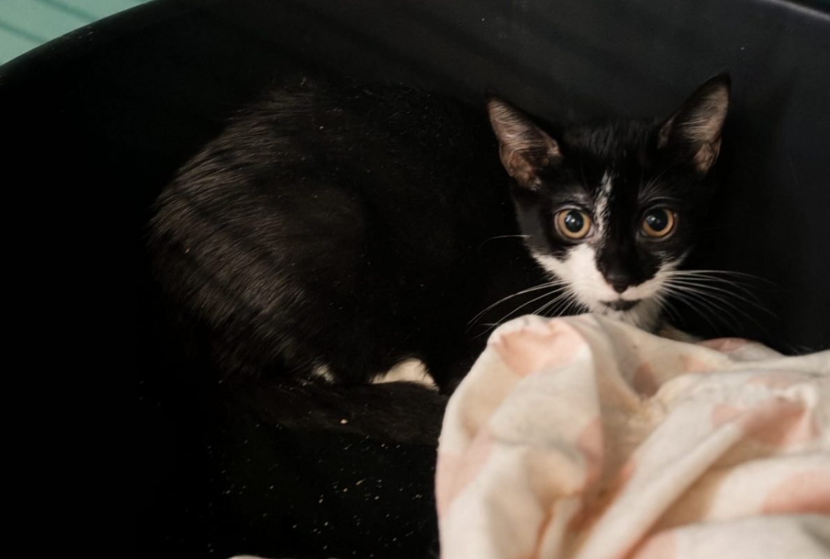 Chabichou - Chat Européen à adopter