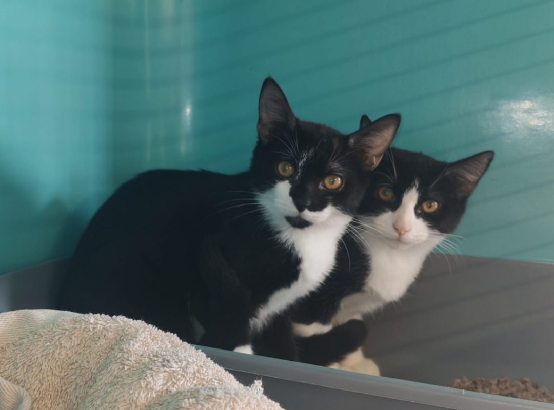 Chabichou - Chat Européen à adopter