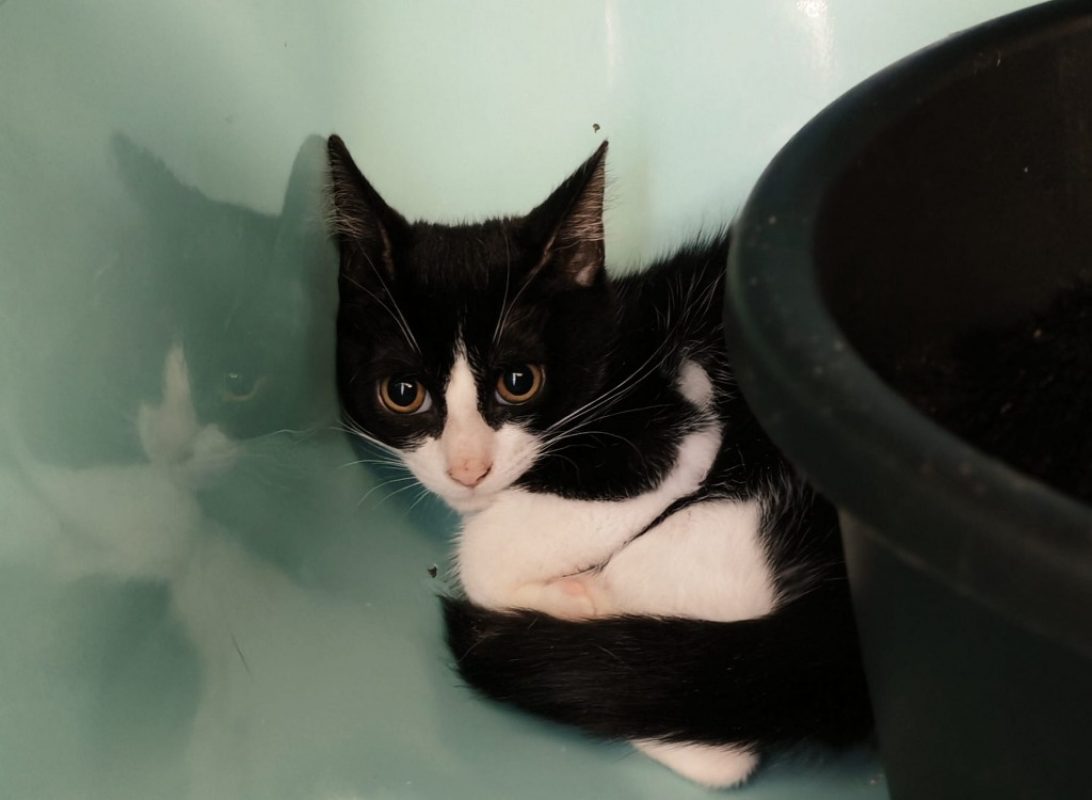 Livaret - Chat Européen à adopter