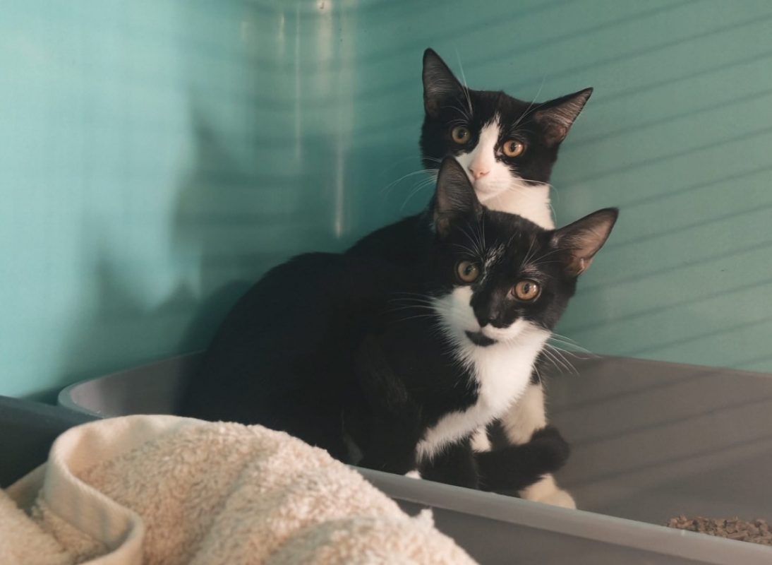 Livaret - Chat Européen à adopter