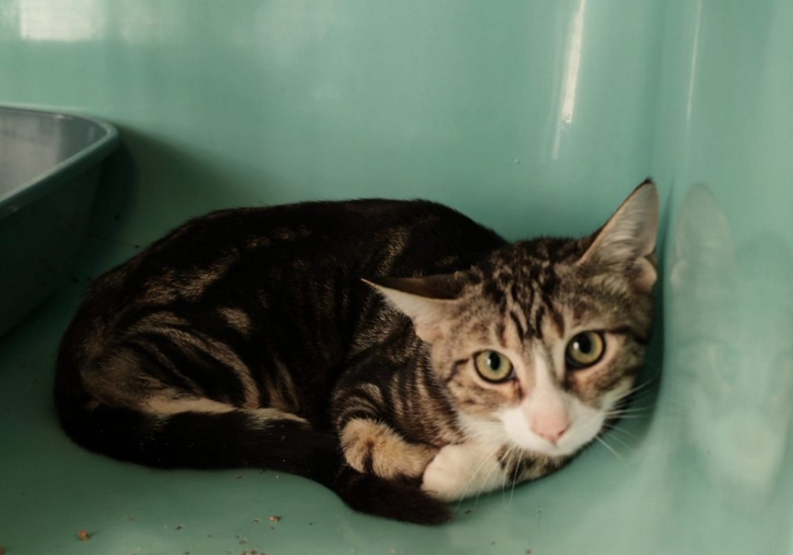 Flamiche - Chat Européen à adopter