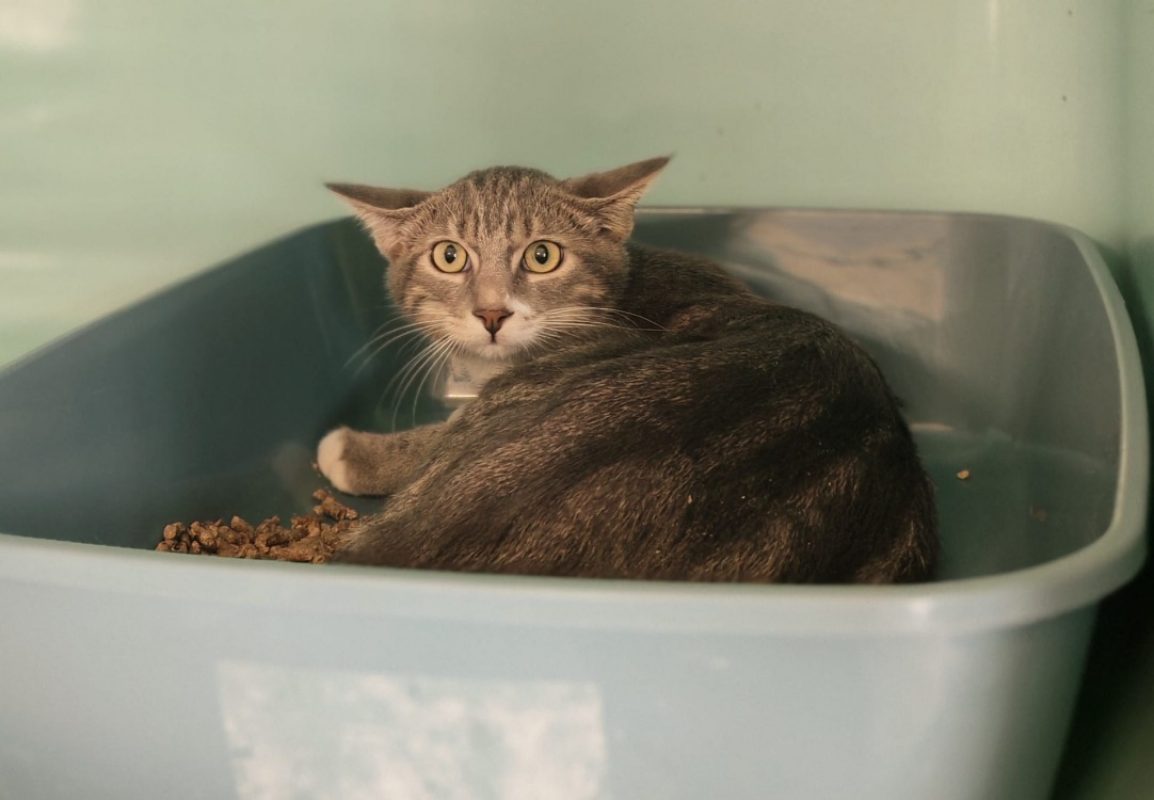 Ficelle - Chat Européen à adopter