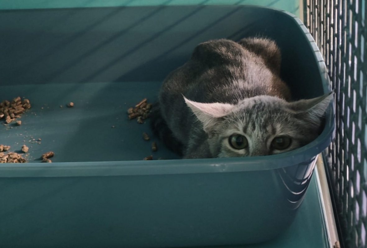 Wafer - Chat Européen à adopter
