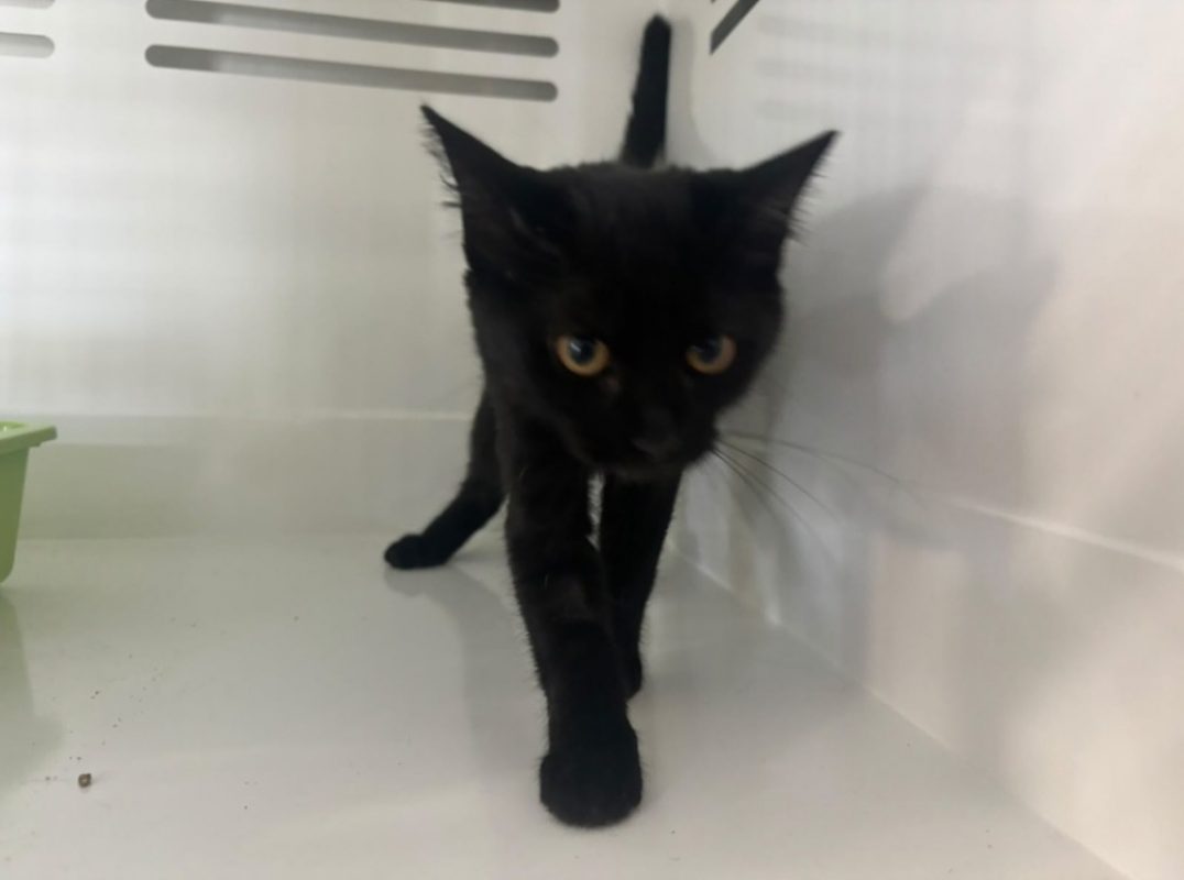 Maiwenn - Chat Européen à adopter