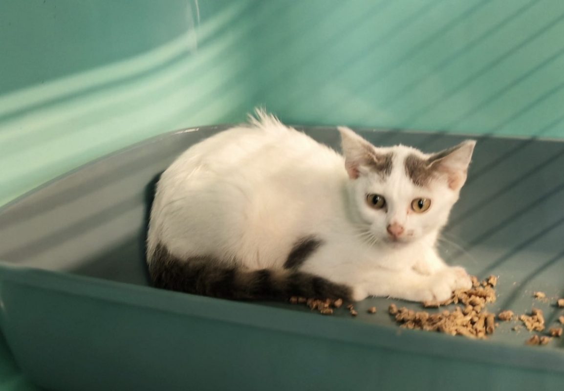 Betise - Chat Européen à adopter