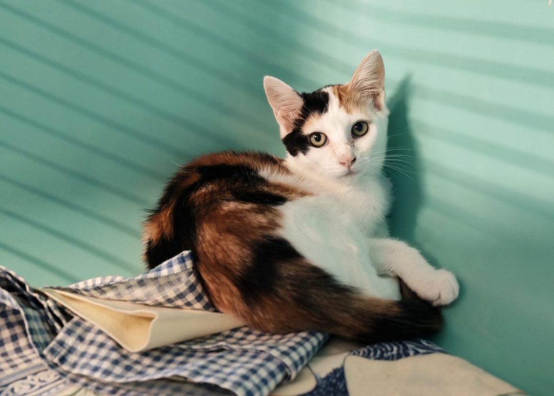 Chicoree - Chat Européen à adopter