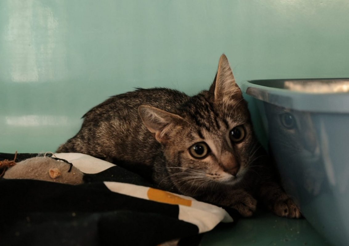 Endive - Chat Européen à adopter