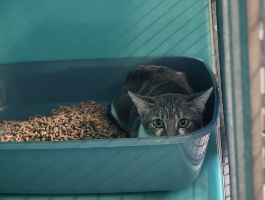Fricadelle - Chat Européen à adopter