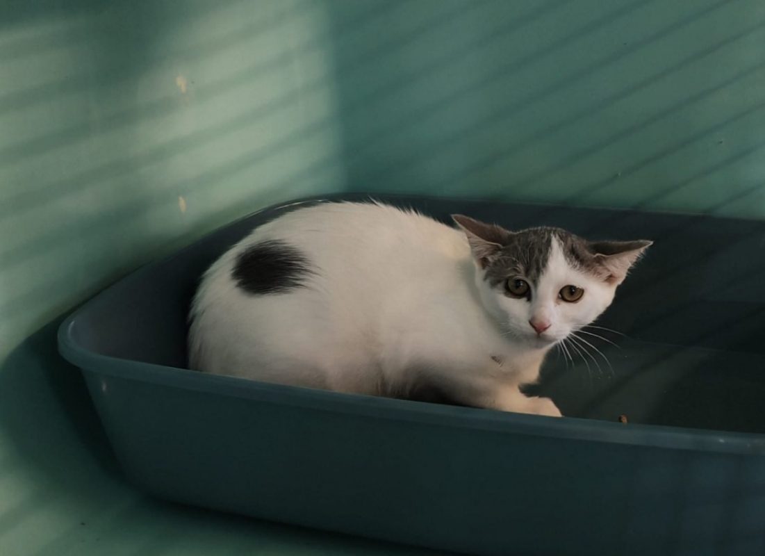 Maroilles - Chat Européen à adopter