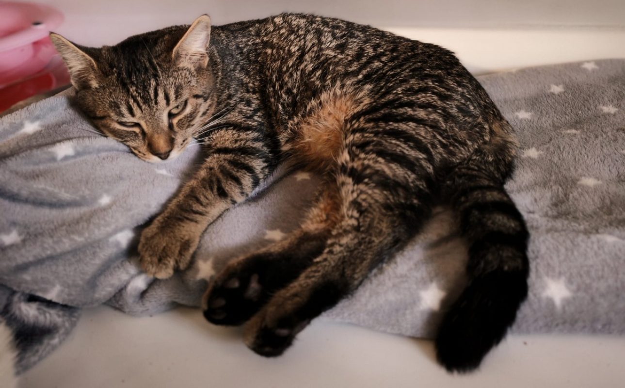Rubis - Chat Européen à adopter