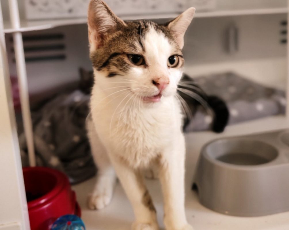 Amethyste - Chat Européen à adopter