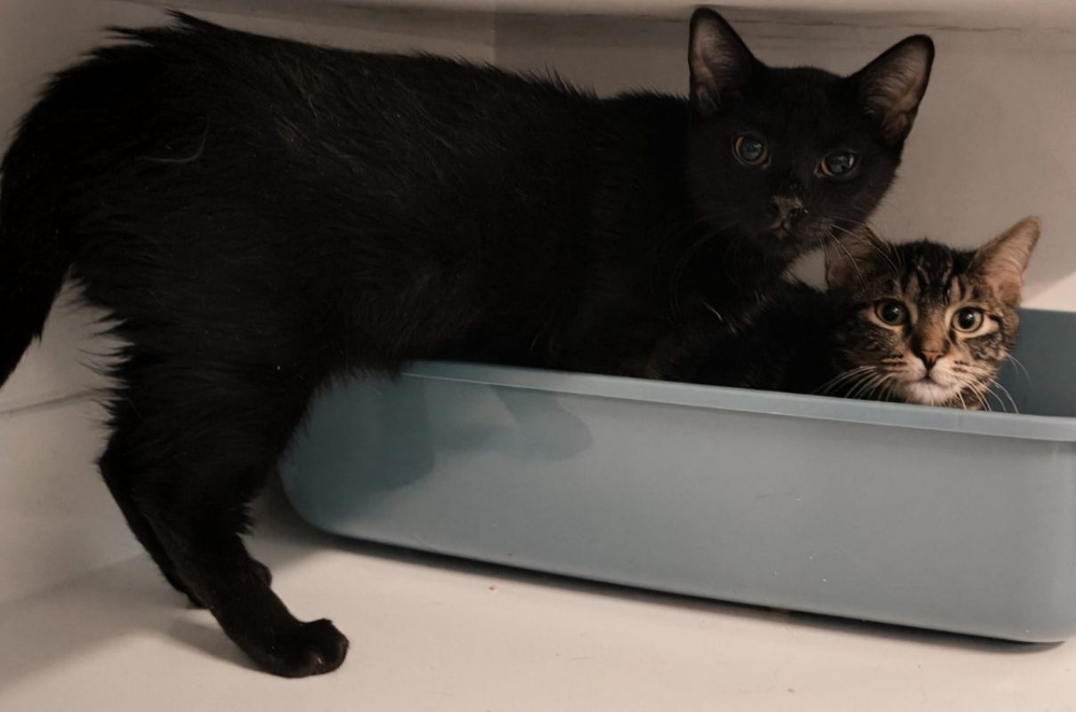 Diamant - Chat Européen à adopter