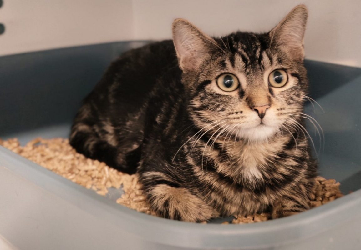 Emeraude - Chat Européen à adopter