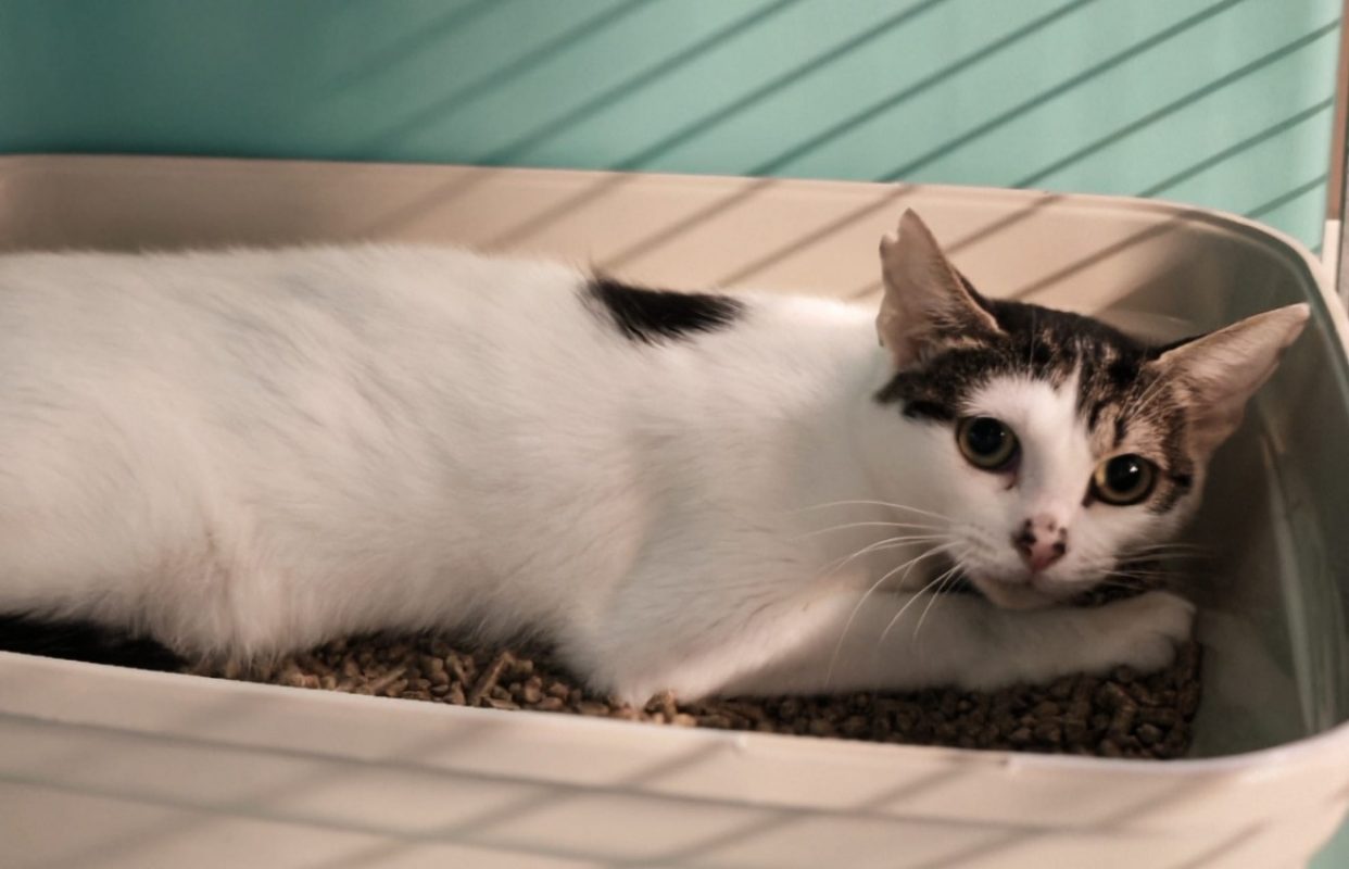 Lilou - Chat Européen à adopter