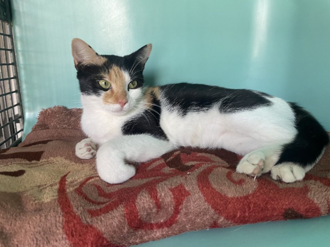 Kiara - Chat Européen à adopter