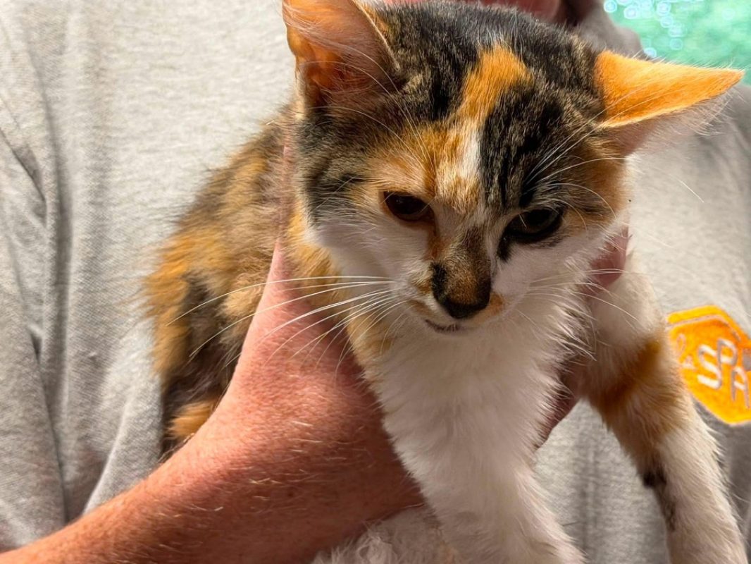 Teodora - Chat Européen à adopter
