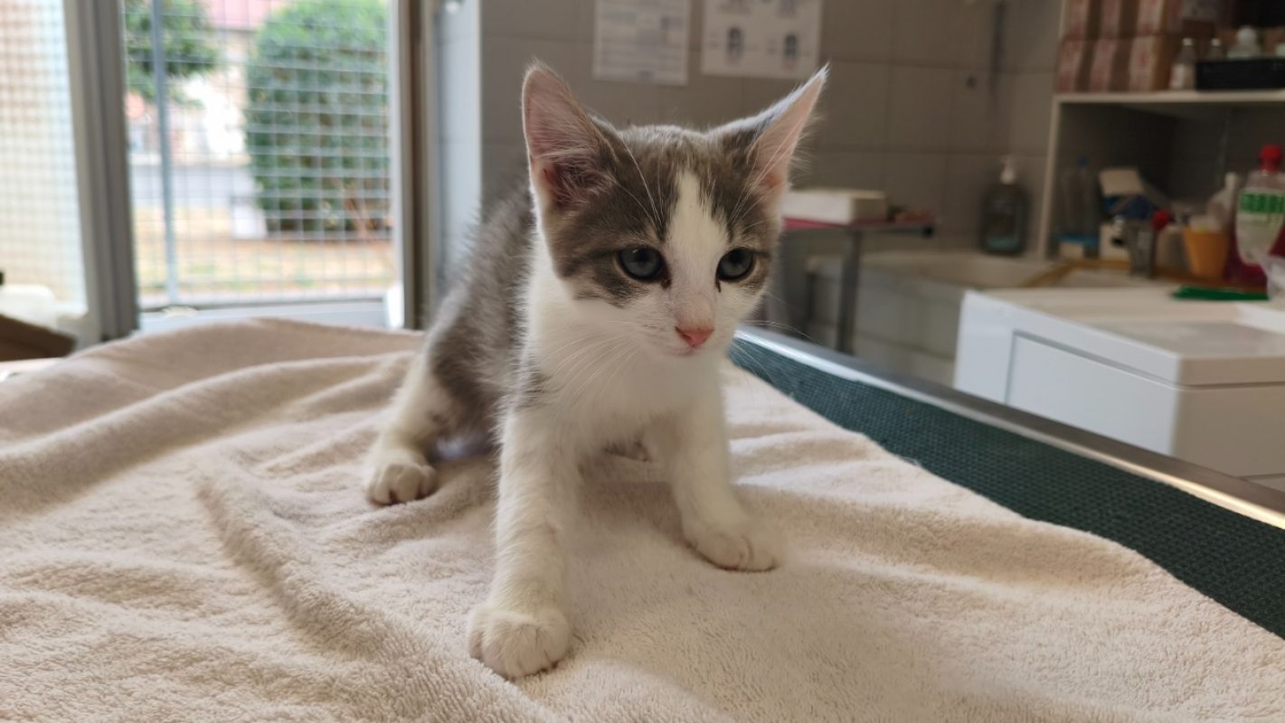 Howlit - Chat Européen à adopter