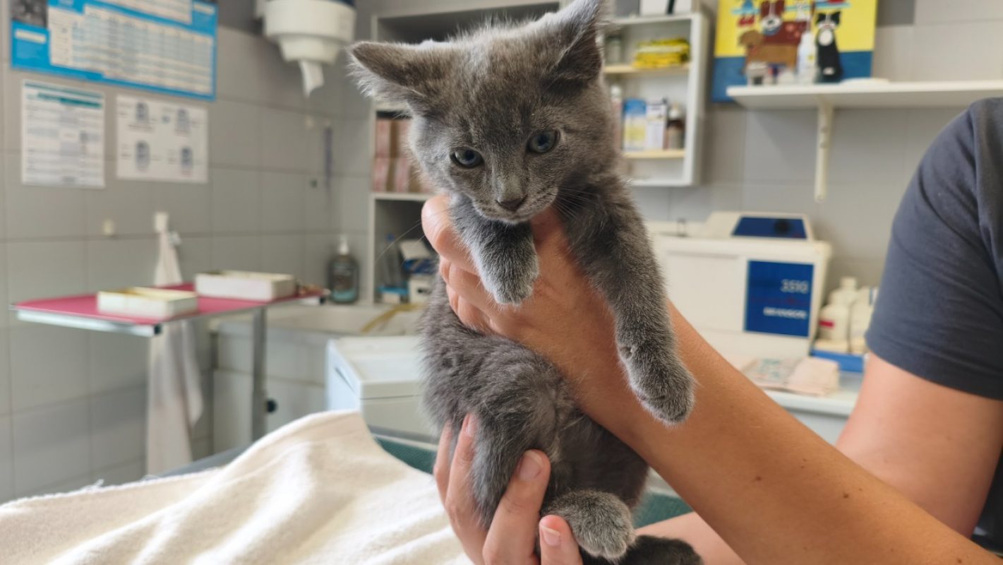 Hope - Chat Européen à adopter