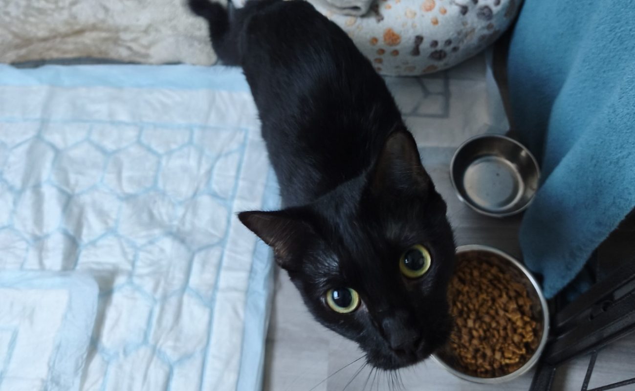 Noiraude - Chat Européen à adopter