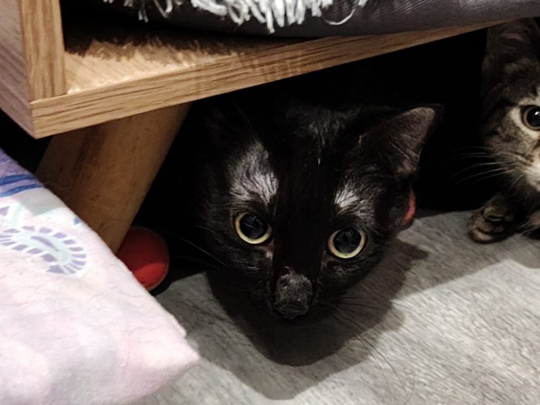 Noiraude - Chat Européen à adopter - photo 2