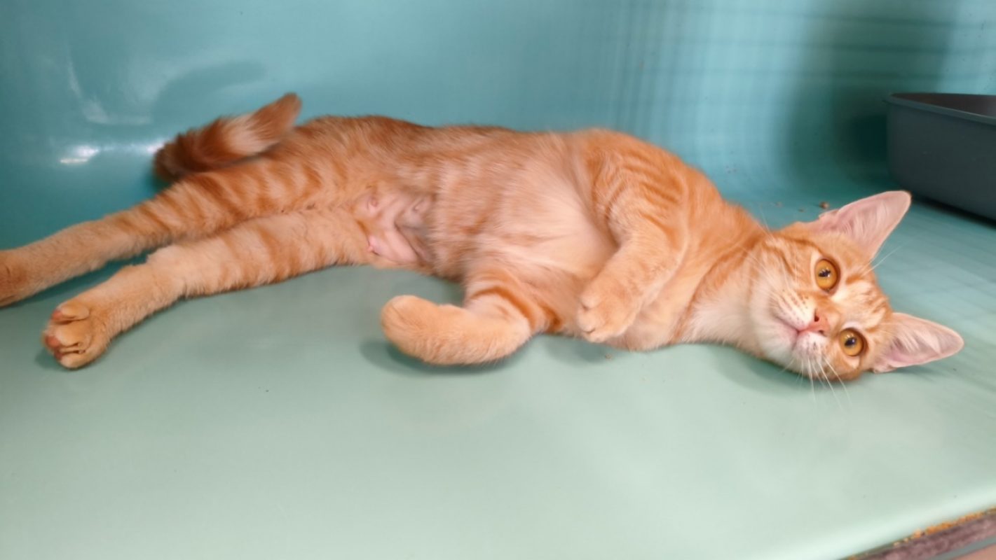 Jonquille - Chat Européen à adopter