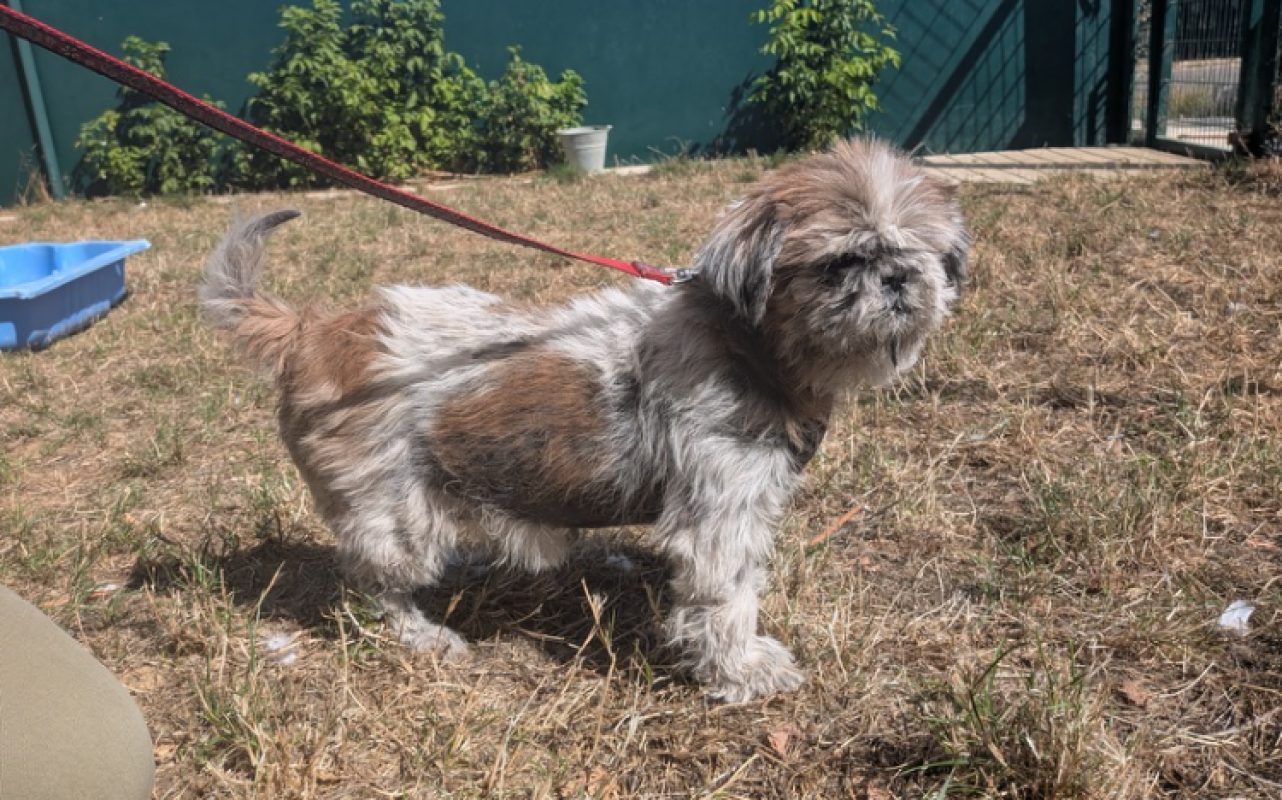 Fleur - Chien Shih Tzu à adopter