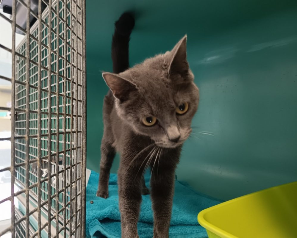 Sushi - Chat Européen à adopter