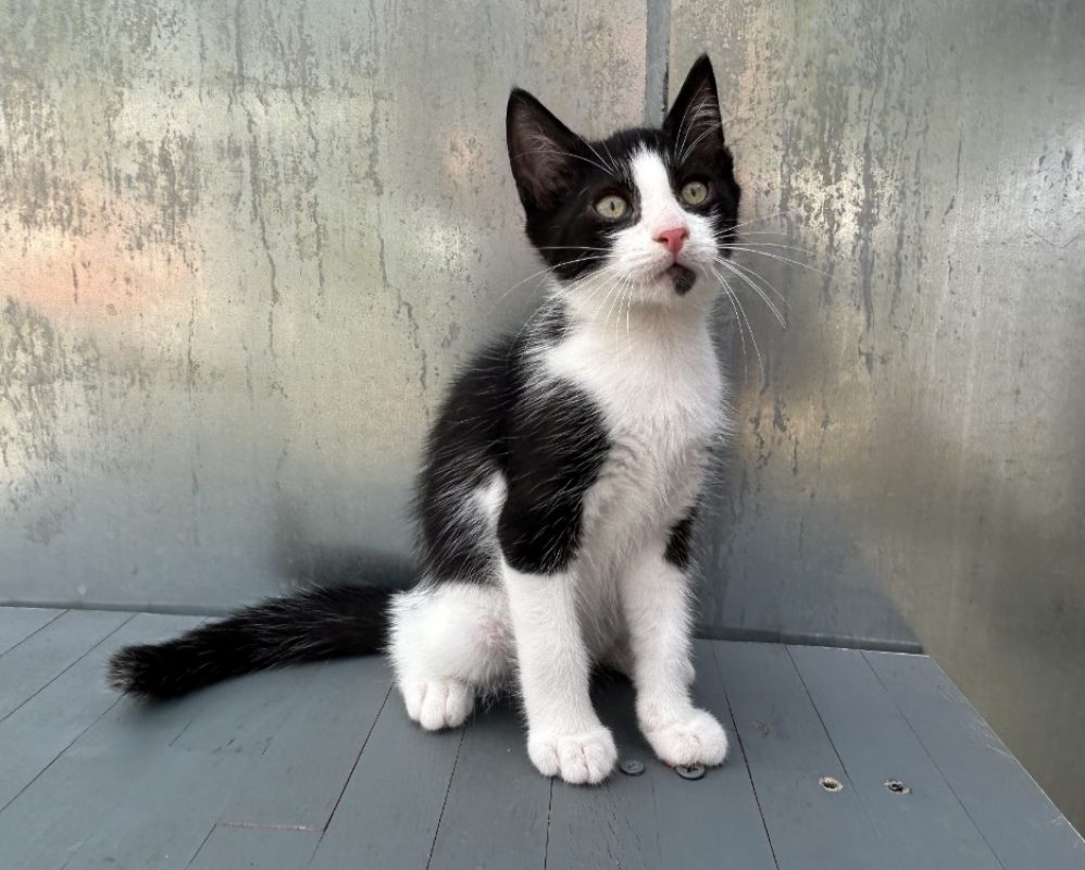 Gobbie - Chat Européen à adopter